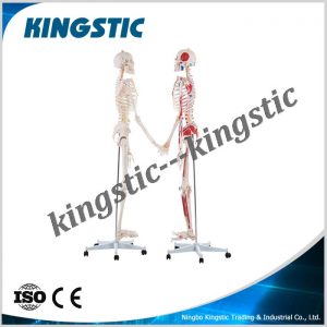 human skeleton model 180cm