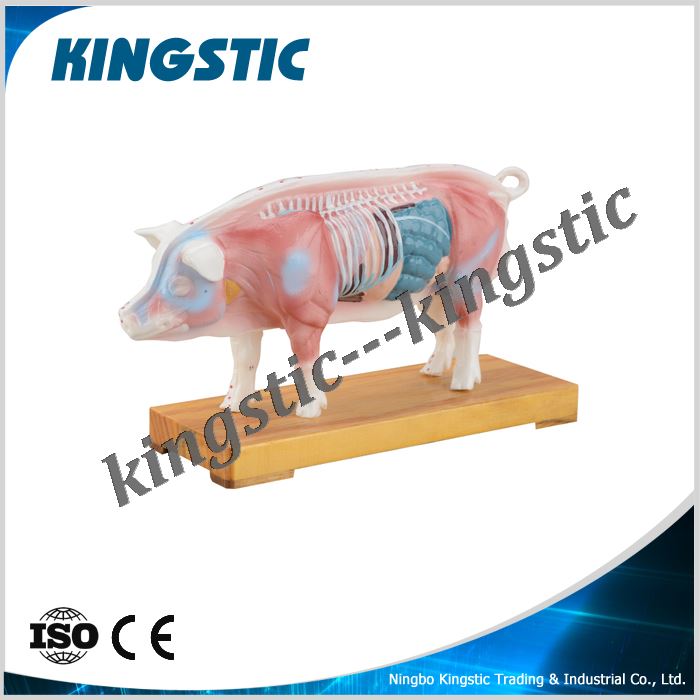 cmb-901c-pig-acupuncture-model