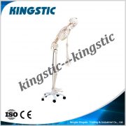 cbm-001a-human-skeleton-model-180cm-2