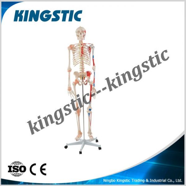 cbm-001b-human-skeleton-model-with-colored-muscle-and-ligament-1