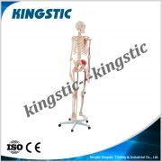 cbm-001b-human-skeleton-model-with-colored-muscle-and-ligament-2