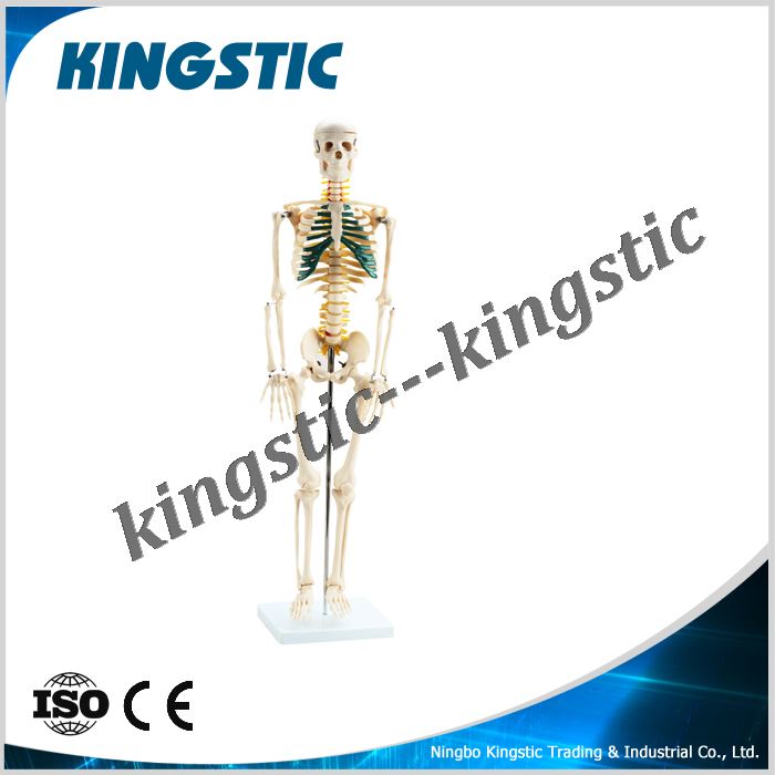 cbm-001d-85cm-human-skeleton-with-spine-nerves