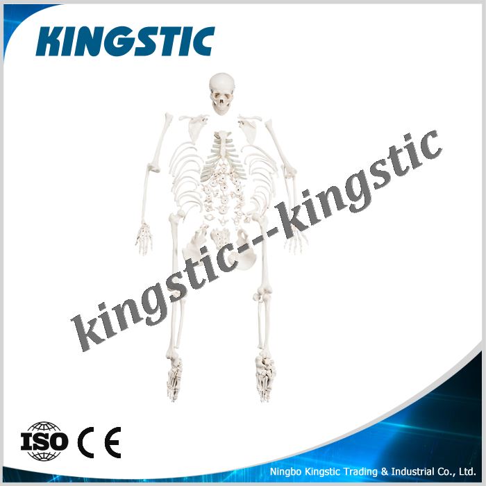 cbm-001g-disarticulated-skeleton