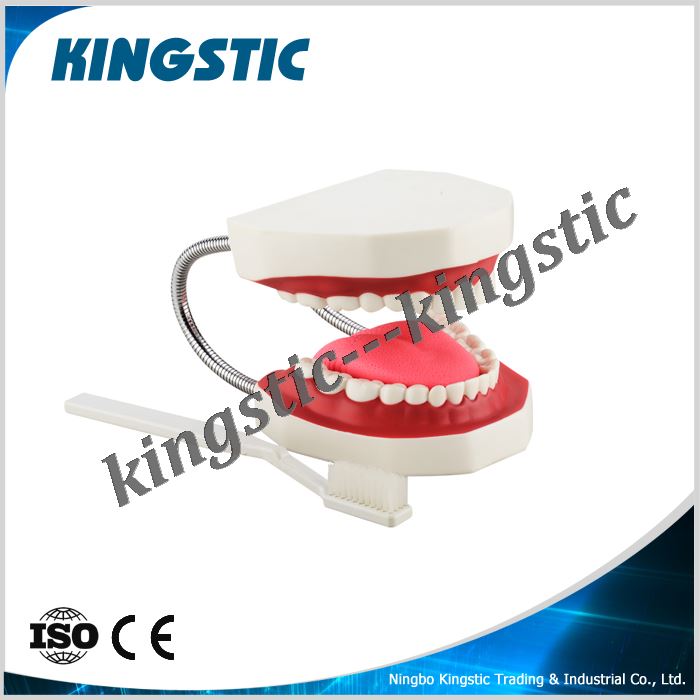 cbm-002a-3-dental-care-model-32-teeth-with-toothbrush