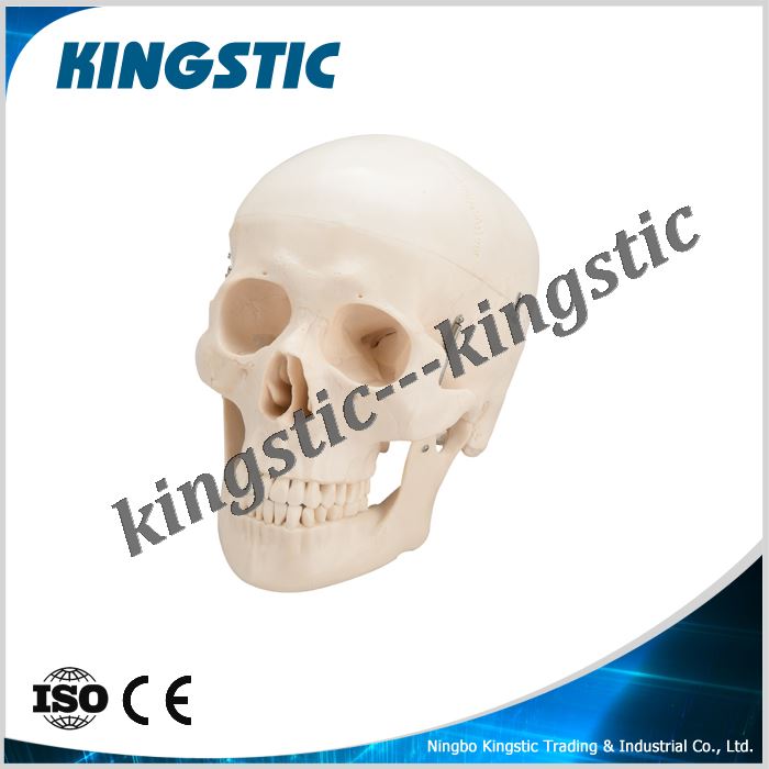 cbm-003c-skull-model-with-artery-brain