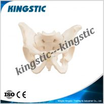 cbm-031a-male-pelvis-model