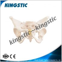 cbm-031b-female-pelvis-model