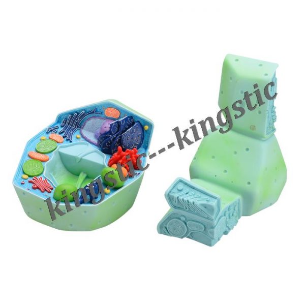 CBM-701A plant cell model 2 parts | kingstic